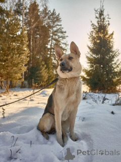 Photo №2 de l'annonce № 139028 de la vente chien bâtard - acheter à Fédération de Russie 