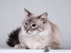 Photo №3. Le doux chat Persée recherche un bon cœur.. Fédération de Russie