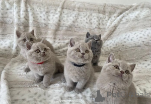 Photo №3. Chatons britanniques mignons à poils courts. Grèce