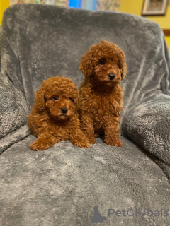 Photo №2 de l'annonce № 8783 de la vente caniche (jouet) - acheter à La Slovénie 