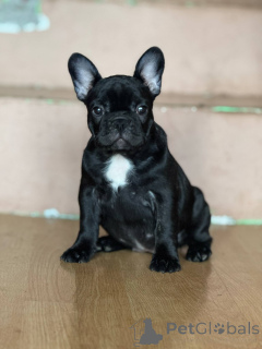 Photo №3. Bulldog français beaux chiots. Serbie