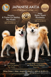 Photo №1. akita (chien) - à vendre en ville de Kruševac | 1000€ | Annonce №69446