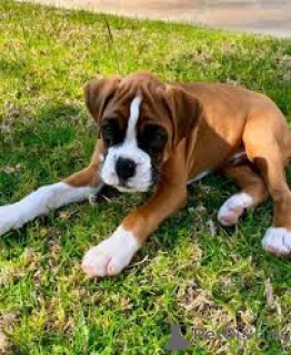 Photo №3. Boxerwelpen zu verkaufen. L'Autriche