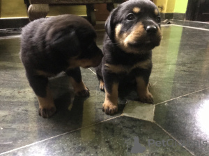 Photos supplémentaires: Chiots rottweilers