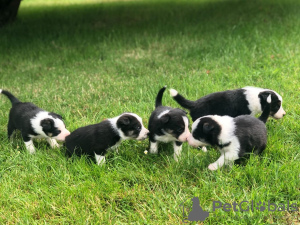 Photo №3. Adorables chiots Border Collie à adopter gratuitement. Allemagne