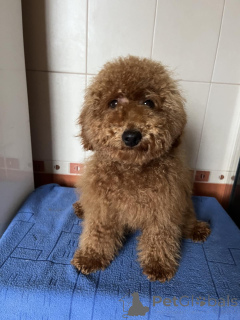 Photo №1. caniche (jouet) - à vendre en ville de Kiev | 1500€ | Annonce №156646