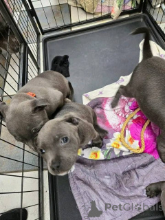 Photo №1. staffordshire bull terrier - à vendre en ville de Vienne | 1000€ | Annonce №163867