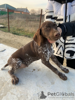 Photo №4. Je vais vendre braque allemand à poil court en ville de Armavir. éleveur - prix - négocié