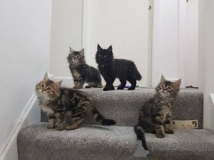 Photo №1. maine coon - à vendre en ville de Anvers | Gratuit | Annonce № 154168