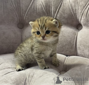 Photo №1. british shorthair - à vendre en ville de Tula | 370€ | Annonce № 122041