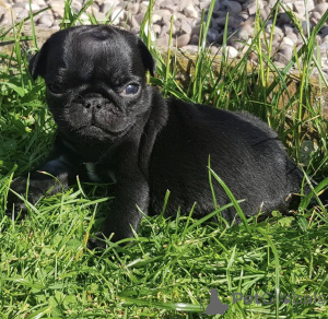 Photo №3. Urocze szczenięta mopsa do adoptcji. Pologne