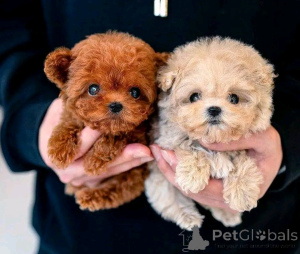 Photo №1. caniche (jouet) - à vendre en ville de Chicago | 425€ | Annonce №137886