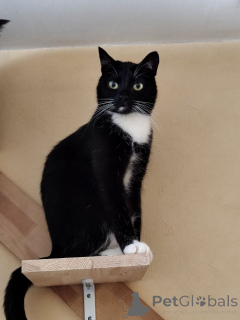 Photo №1.  - à vendre en ville de Minsk | Gratuit | Annonce № 157486