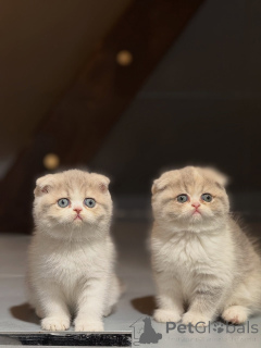Photo №1. scottish fold - à vendre en ville de Albacete | négocié | Annonce № 167299