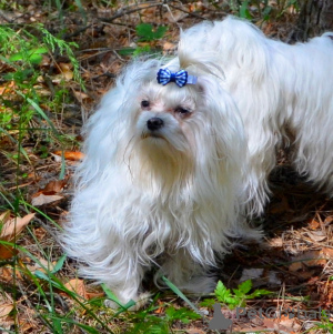 Photo №4. Je vais vendre bichon maltais en ville de Kiev. annonce privée - prix - 439€