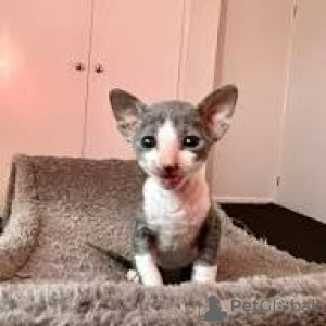 Photo №3. Les chatons Cornish Rex ont un nouveau look aujourd'hui.. Belgique