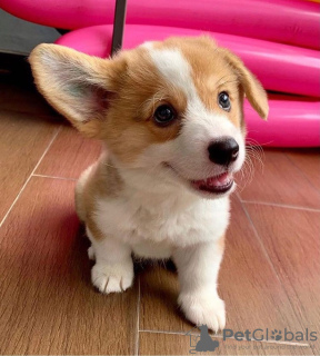 Photo №1. welsh corgi - à vendre en ville de Helsinki | négocié | Annonce №82741