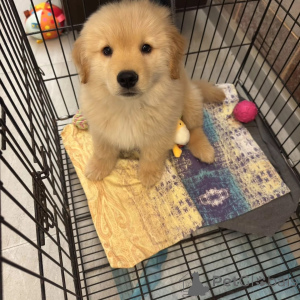 Photo №2 de l'annonce № 165319 de la vente golden retriever - acheter à L'Autriche éleveur