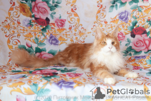 Photo №2 de l'annonce № 7061 de la vente maine coon - acheter à Fédération de Russie de la fourrière, éleveur