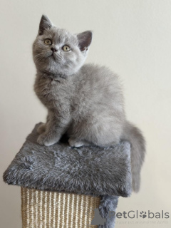 Photo №2 de l'annonce № 156144 de la vente british shorthair - acheter à France 