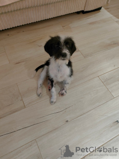 Photo №4. Je vais vendre chien bâtard en ville de Батуми. annonce privée - prix - Gratuit