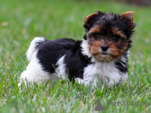 Photo №1.  - à vendre en ville de Berlin | négocié | Annonce №156757