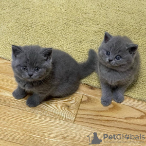 Photo №1. british shorthair - à vendre en ville de Chicago | 319€ | Annonce № 129526