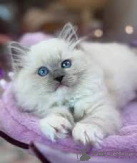 Photo №1. ragdoll - à vendre en ville de Cracovie | 484€ | Annonce № 173285