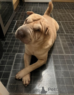 Photo №1. shar pei - à vendre en ville de Berlin | 350€ | Annonce №116801