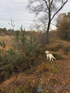 Photo №2 de l'annonce № 157843 de la vente golden retriever - acheter à Allemagne annonce privée