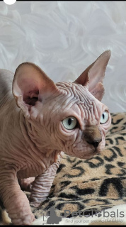 Photo №1. sphynx - à vendre en ville de Vladimir | négocié | Annonce № 115366