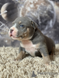 Photos supplémentaires: American Bully SHOW CLASS