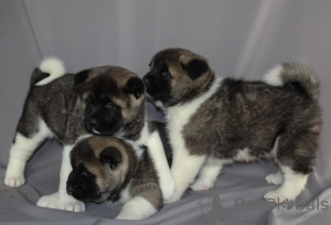 Photo №1. akita (chien) - à vendre en ville de Гамбург | 331€ | Annonce №44524