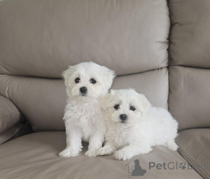 Photo №1. bichon maltais - à vendre en ville de Nicosie | 291€ | Annonce №155738