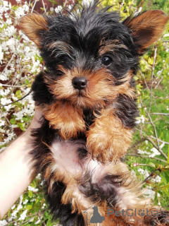 Photo №4. Je vais vendre biewer yorkshire terrier, yorkshire terrier en ville de Riga. annonce privée, de la fourrière, éleveur - prix - 400€