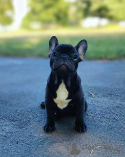 Photo №4. Je vais vendre bouledogue en ville de Гамбург. annonce privée - prix - 265€