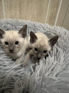 Photo №1. siamois - à vendre en ville de Berlin | Gratuit | Annonce № 135446