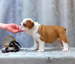 Photo №2 de l'annonce № 7510 de la vente bulldog anglais - acheter à Fédération de Russie 