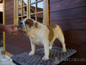Photo №1. bulldog anglais - à vendre en ville de Ljig | négocié | Annonce №150146