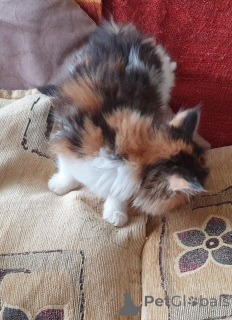 Photo №2 de l'annonce № 167526 de la vente maine coon - acheter à Danemark annonce privée, éleveur