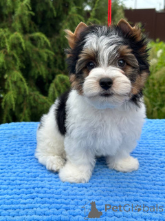 Photo №4. Je vais vendre  en ville de Orcha. de la fourrière, éleveur - prix - négocié