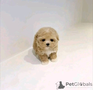 Photo №3. petite tasse de thé chiots Maltipoo disponibles Business WhatsApp447400576553. La finlande