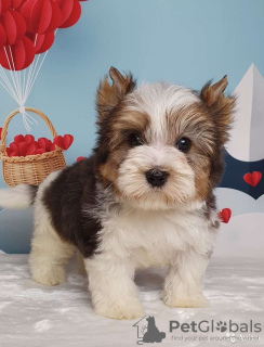 Photo №2 de l'annonce № 8415 de la vente biewer yorkshire terrier - acheter à Fédération de Russie éleveur