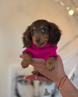 Photo №3. Beaux chiots teckel à vendre. WhatsApp professionnel 4915781334108. Lituanie