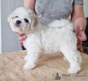 Photo №3. Chiots Bichon Frison. Serbie