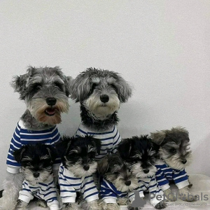 Photo №1. schnauzer miniature - à vendre en ville de Wolverhampton | 380€ | Annonce №13489