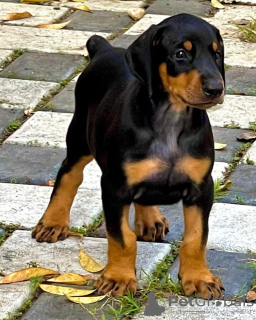 Photo №1.  - à vendre en ville de Амстердам | 398€ | Annonce №132700