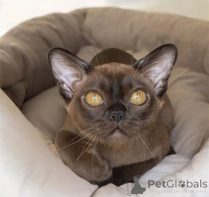 Photo №1. burmese - à vendre en ville de Birlenbach | 350€ | Annonce № 178151