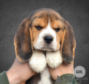 Photo №4. Je vais vendre beagle en ville de Minsk. de la fourrière - prix - 308€