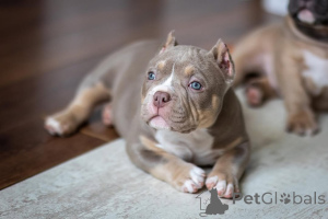 Photo №1. american bully - à vendre en ville de Augustusburg | 999€ | Annonce №147446